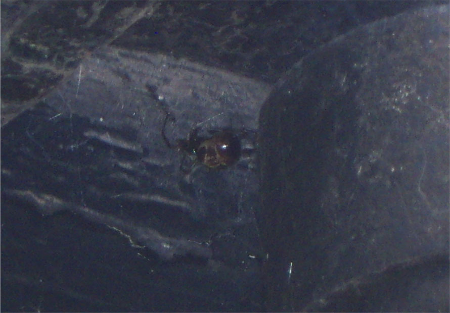 What spider is this? (sorry for bad quality)