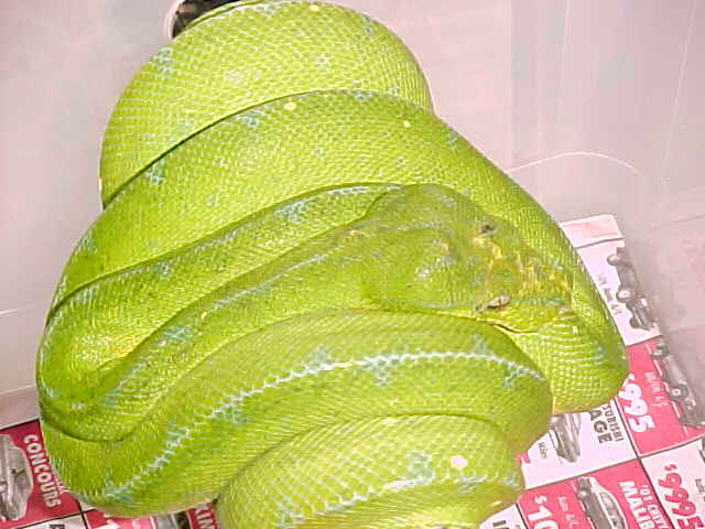 gtpcloseup
