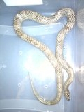 female kingsnake