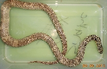 Female Kingsnake