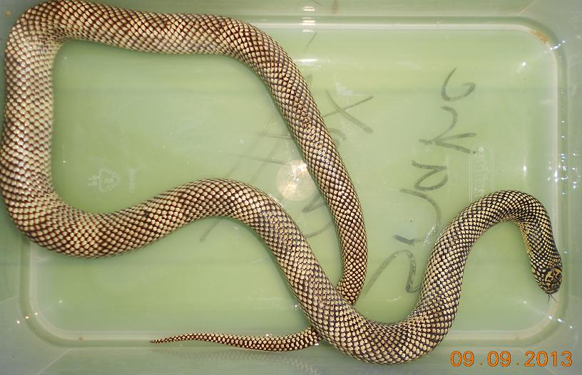 Female Kingsnake
