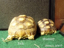 Siblings