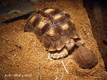 Snuggling next to fake turtle