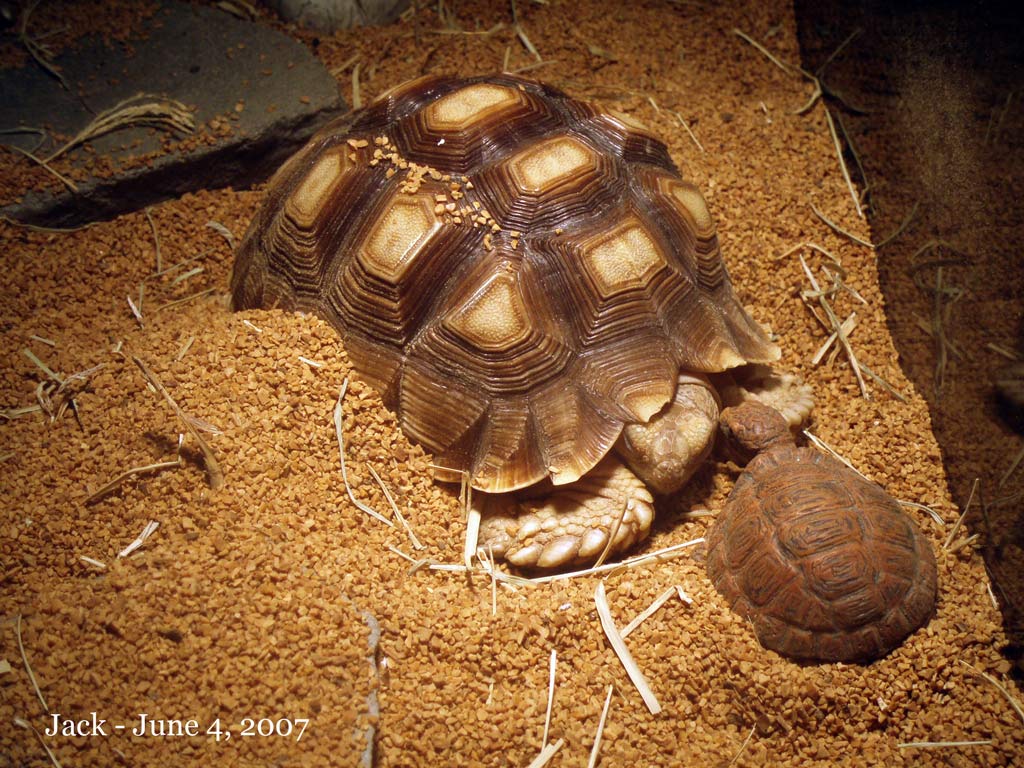 Snuggling next to fake turtle