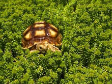 Chillin' in the green