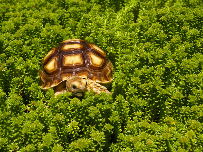 Chillin' in the green