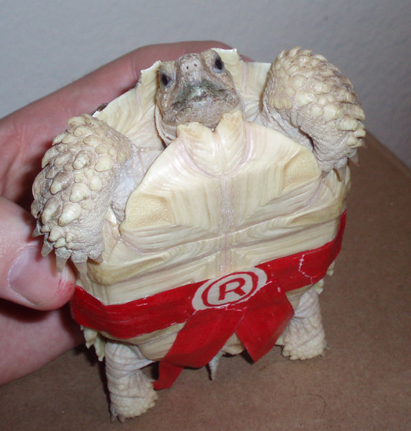 Teenage Mutant Ninga Tortoise!