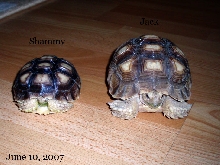 Siblings at Year and a half old