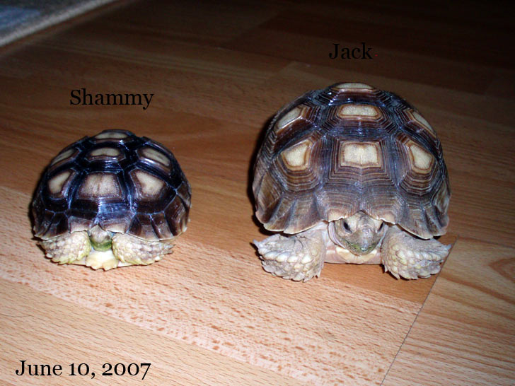 Siblings at Year and a half old