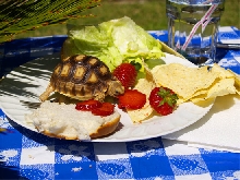 Eating the set