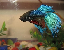 Bob (Shane"s Bettas)