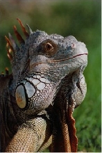 Turkey: Iguana model