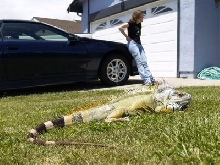 Turkey basking