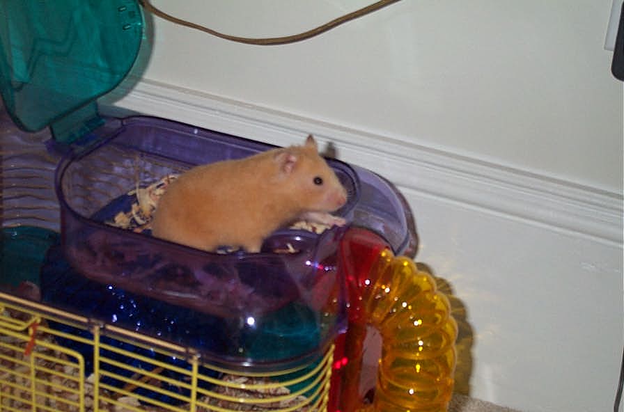 Evie in her condo loft
