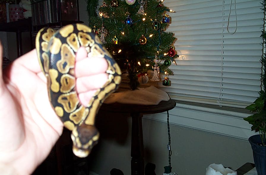 Lex's first Christmas 2001