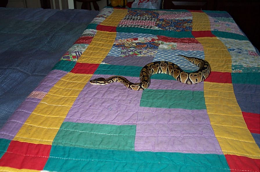 Lex on a blanket 2001