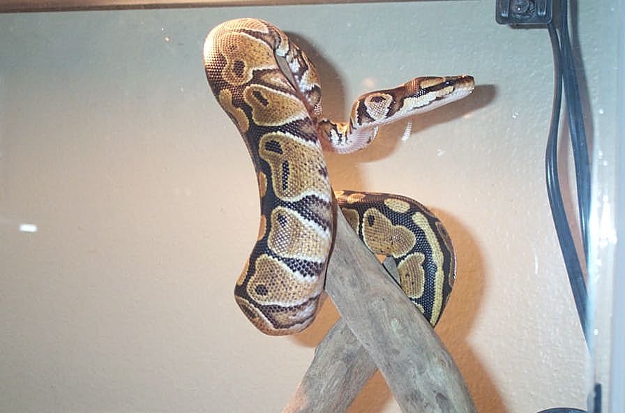 Lex in his tree