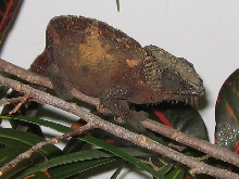 female quadricornis