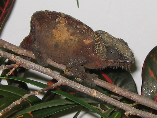 female quadricornis