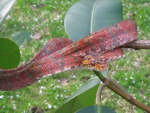 male atb