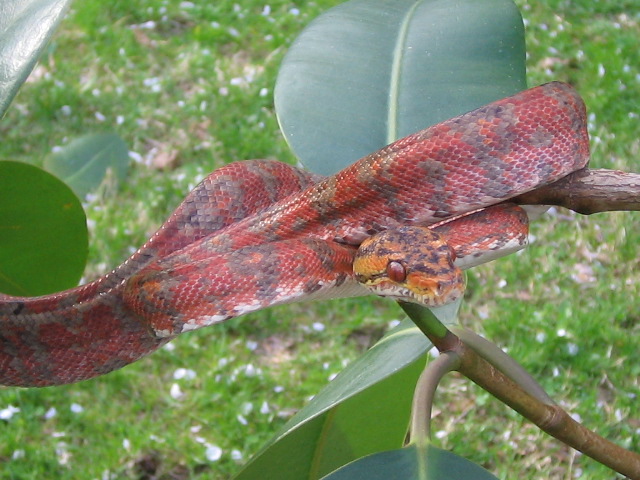 male atb