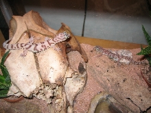 imperial county desert banded