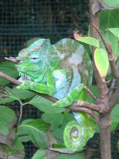 quadricornis