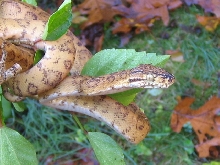 female atb