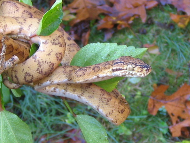 female atb