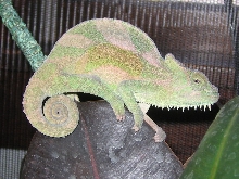 young cb female quad