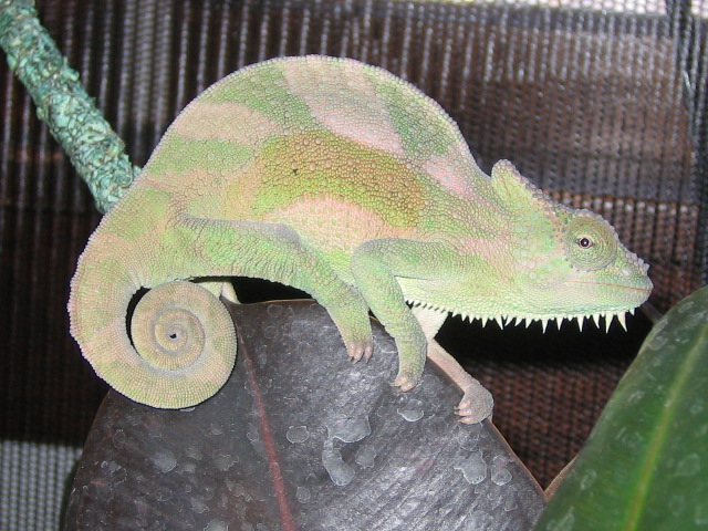 young cb female quad