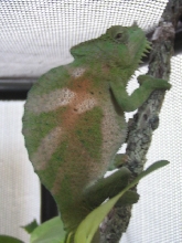 young cb male quad