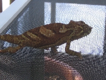 young cb male quad