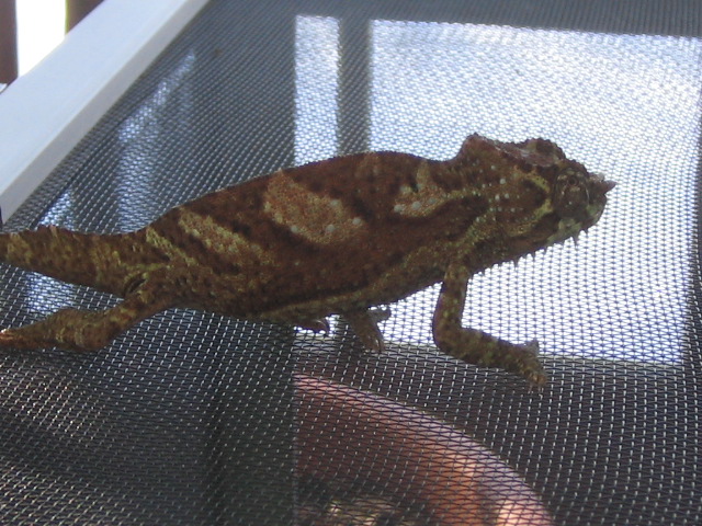 young cb male quad