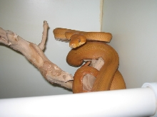 female atb
