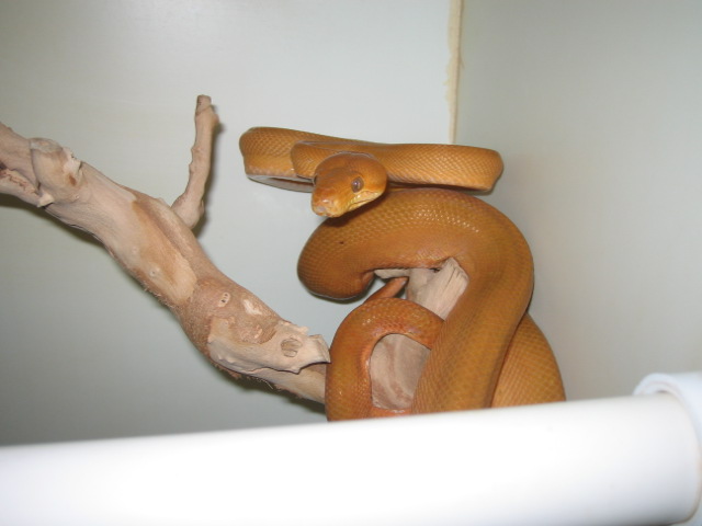 female atb