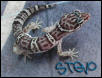 My new leo Stevo