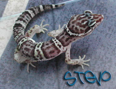 My new leo Stevo