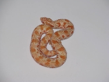 Albino Anaconda female