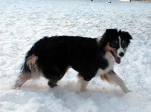 Ellie walking through the snow