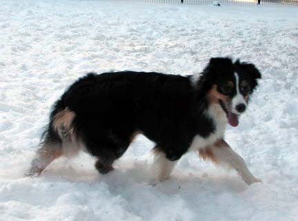 Ellie walking through the snow