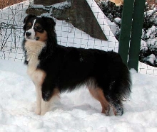 Ellie looking beautiful in the snow