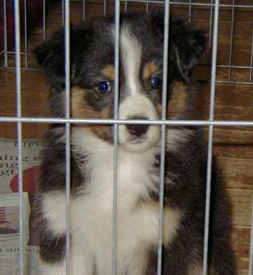 Stuck in jail again!