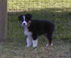 Small puppy, big yard