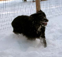 Vladi in the snow
