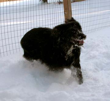 Vladi in the snow