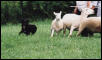 More Vladi herding
