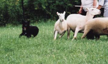 More Vladi herding