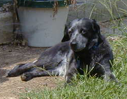Xena