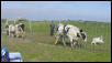 Suzie herding cattle